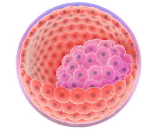 上海试管生子医院,上海单身女性生子机构