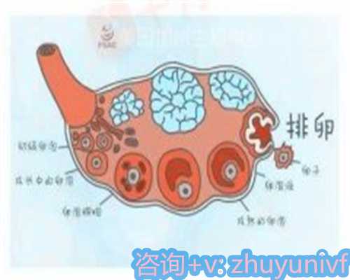 上海供卵代怀价格，上海哪家医院做试管婴儿好！